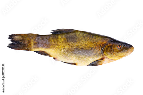 Fototapeta Naklejka Na Ścianę i Meble -  Fresh tench fish