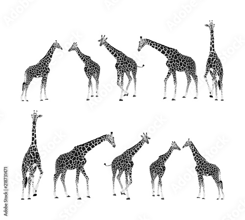 Giraffe vector illustration isolated on white background. African animal. Tallest animal. Safari trip attraction. Big five. Group of many giraffe in different poses.
