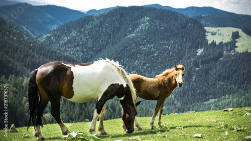 horse and horse in the mountains © Alisa