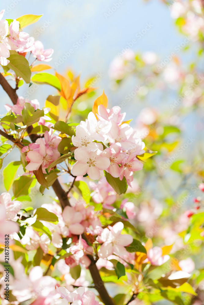 Beautiful spring floral nature landscape. Blossoming fruit tree branch in the garden, pink petal flowers in the rays of sunlight. Soft focus, beautiful bokeh.