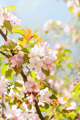 Beautiful spring floral nature landscape. Blossoming fruit tree branch in the garden, pink petal flowers in the rays of sunlight. Soft focus, beautiful bokeh. © besjunior