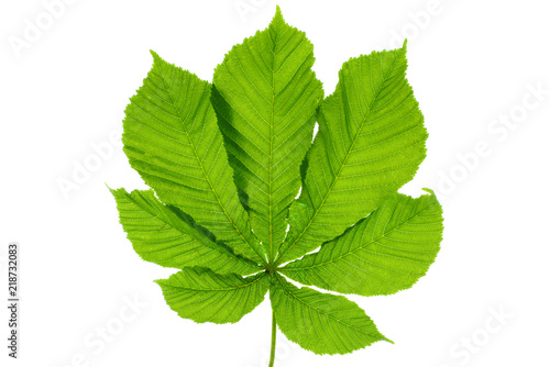 Obraz na płótnie Green buckeye 