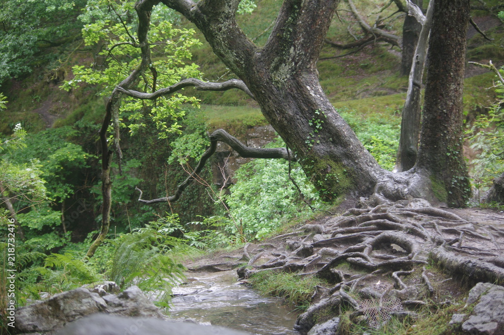 forest and waterfalls brecon forest and waterfalls brecon