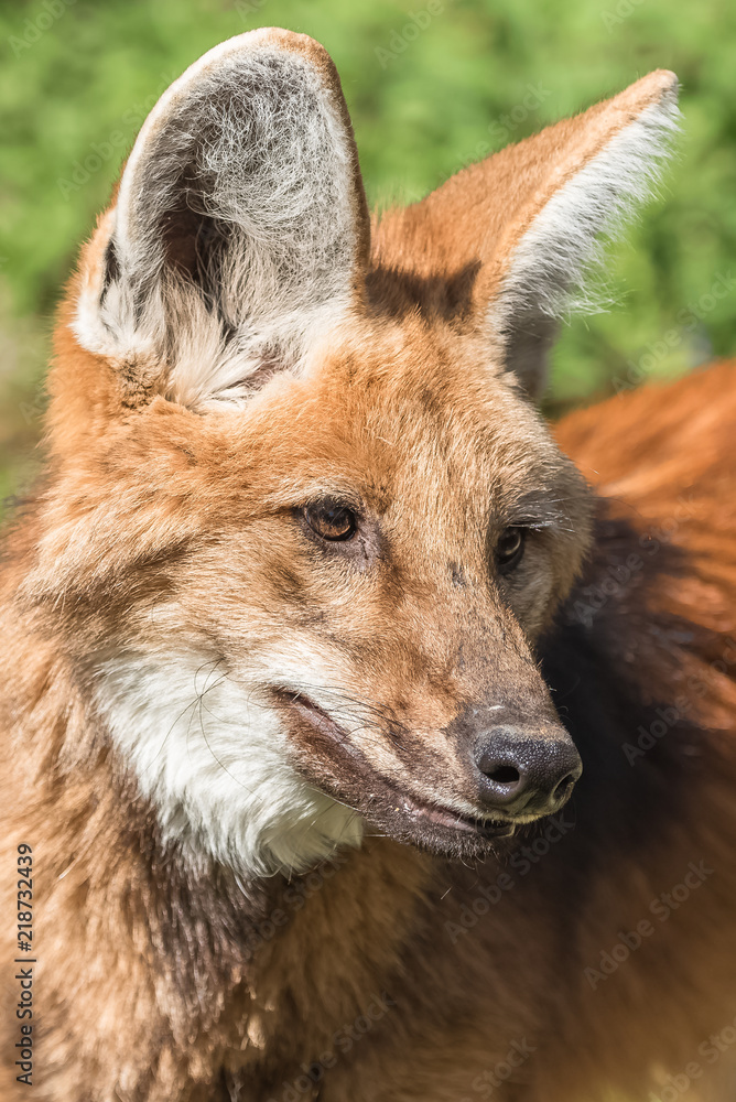 Fototapeta premium Maned wolf, Chrysocyon brachyurus, beautiful head