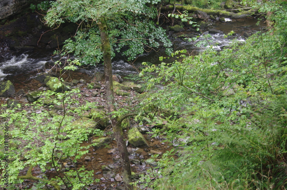 Obraz premium forest and waterfalls brecon