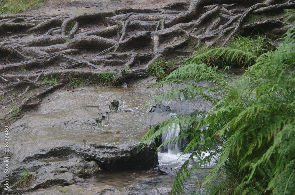 Fototapeta premium forest and waterfalls brecon