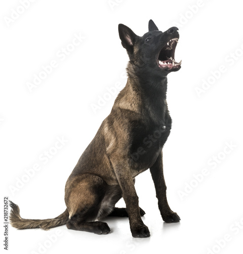 belgian shepherd malinois © cynoclub