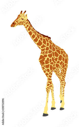Giraffe vector illustration isolated on white background. African animal. Tallest animal. Safari trip attraction. Big five. Portrait of giraffe.