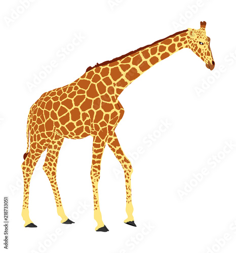 Giraffe vector illustration isolated on white background. African animal. Tallest animal. Safari trip attraction. Big five. Portrait of giraffe.