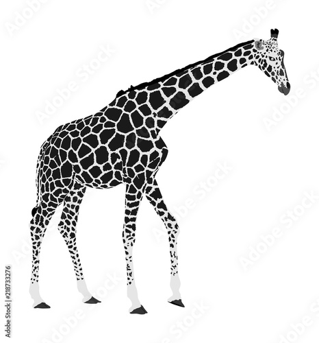 Giraffe vector illustration isolated on white background. African animal. Tallest animal. Safari trip attraction. Big five. Portrait of giraffe.