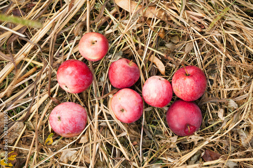 Organic apple harvest, fresh fruit produce. Rustic agriculture food.