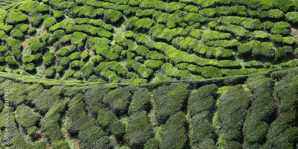 Tea plantation in Cameron highlands,Malaysia 