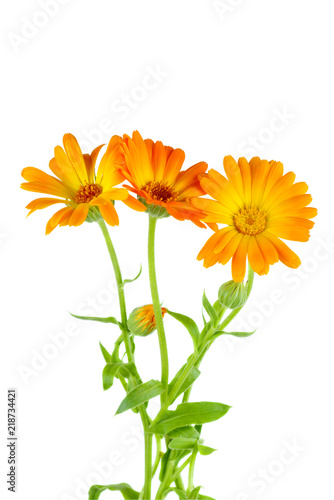 Calendula  Marigold  flowers