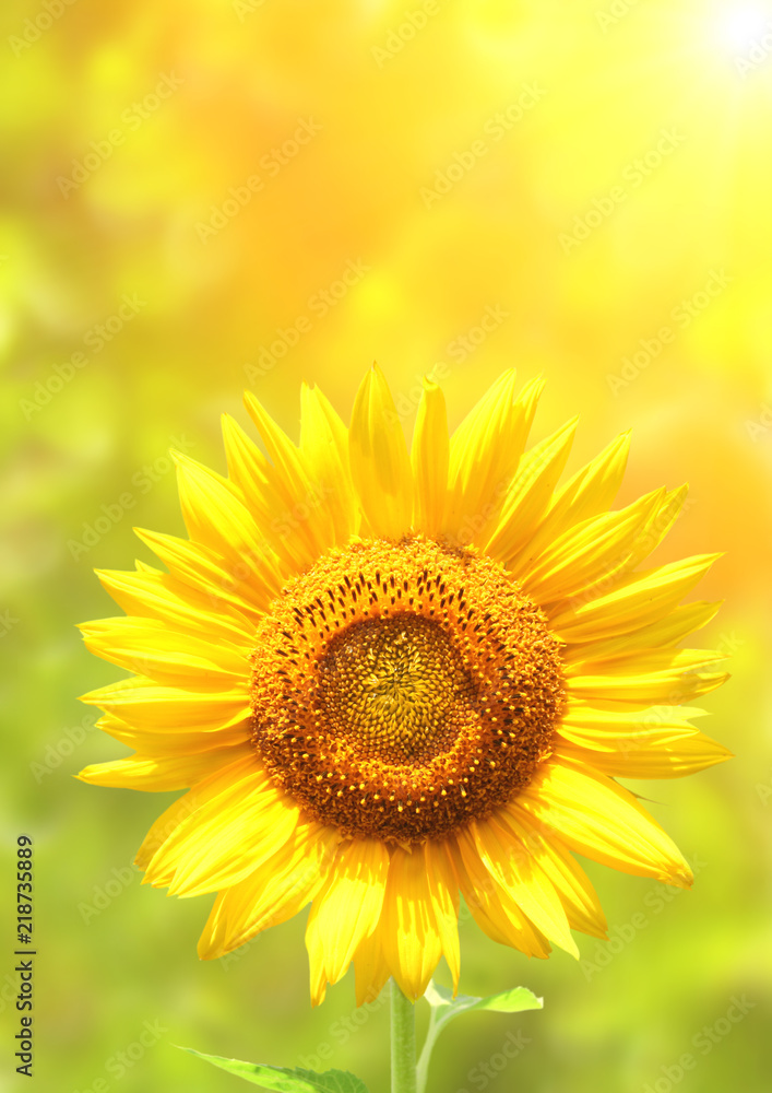 Sunflowers on blurred sunny background Sunflowers on blurred sunny background