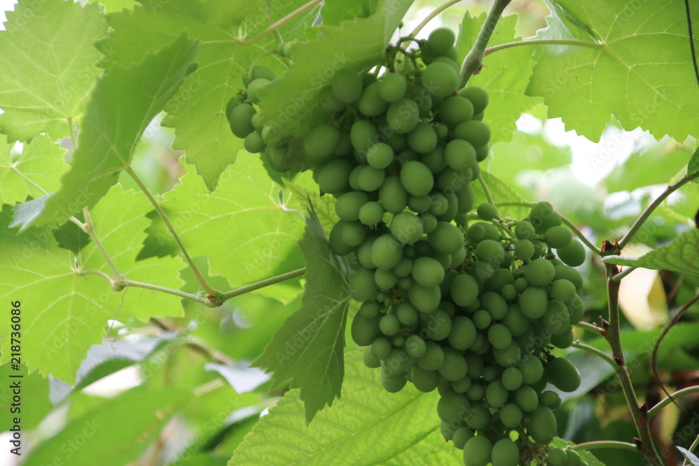 White and blue grapes in a greenhouse in Moerkapelle in the Netherlands. White and blue grapes in a greenhouse in Moerkapelle in the Netherlands.