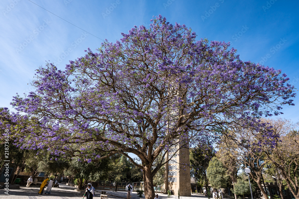 Äthiopien - Baum in Aksum - St. Maria von Zion Äthiopien - Baum in Aksum - St. Maria von Zion