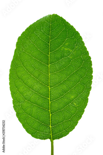 Green cherry leaf