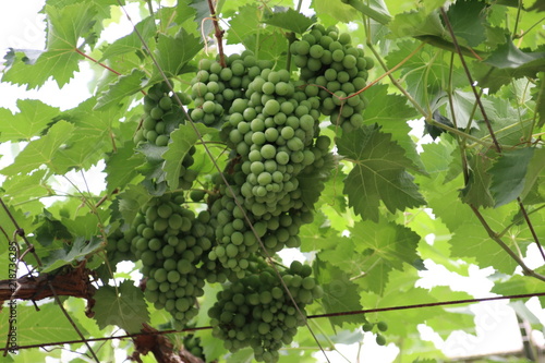 Wallpaper Mural White and blue grapes in a greenhouse in Moerkapelle in the Netherlands. Torontodigital.ca