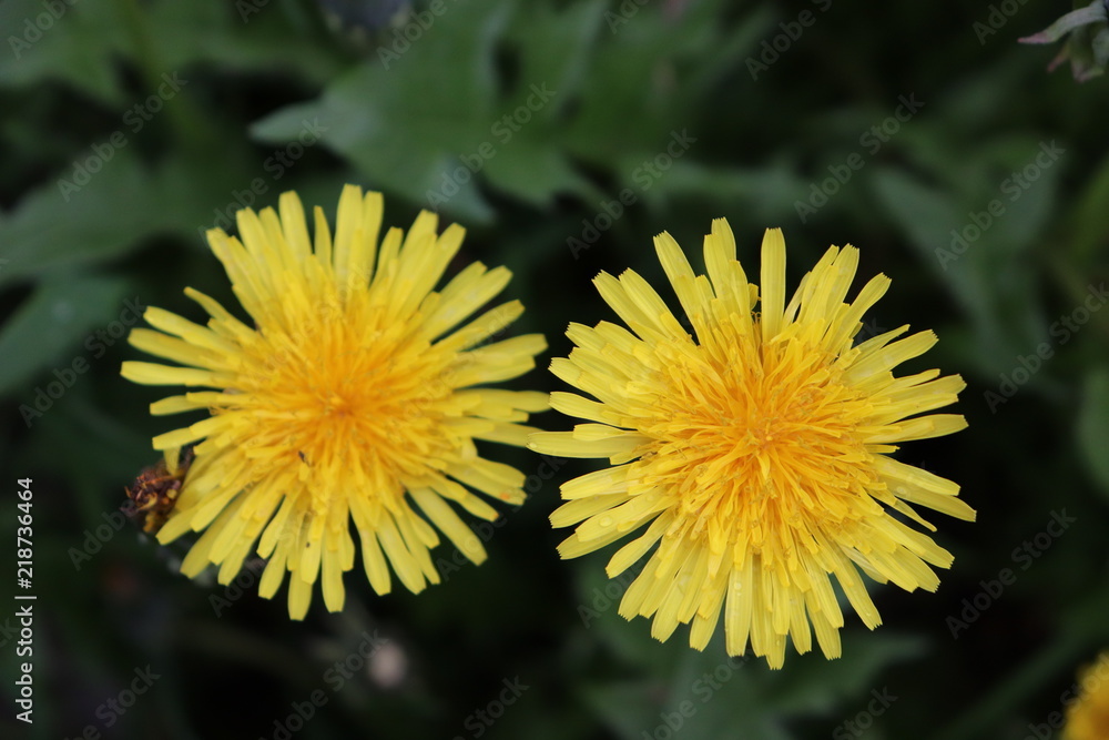Yllow flower Yllow flower