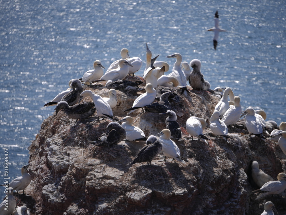 Fototapeta premium Vögel Helgoland