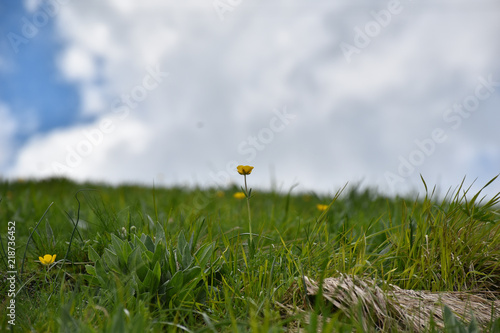 Detail view of yellow flower with blue and gray sky background