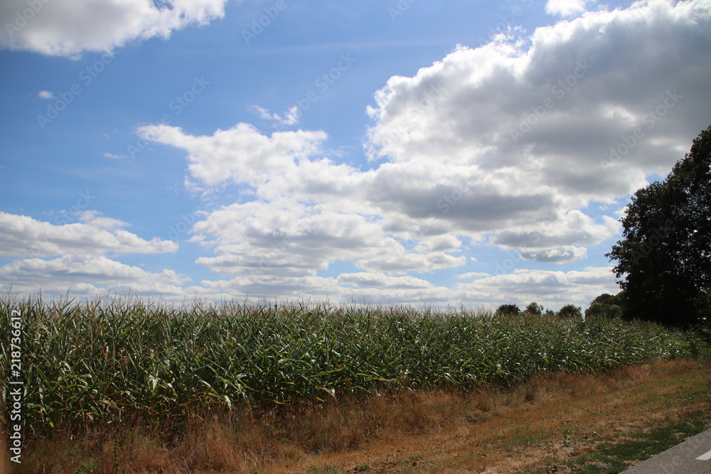 Dry brown fields during the summer of 2018 in Oldebroek, the Netherlands. Dry brown fields during the summer of 2018 in Oldebroek, the Netherlands.