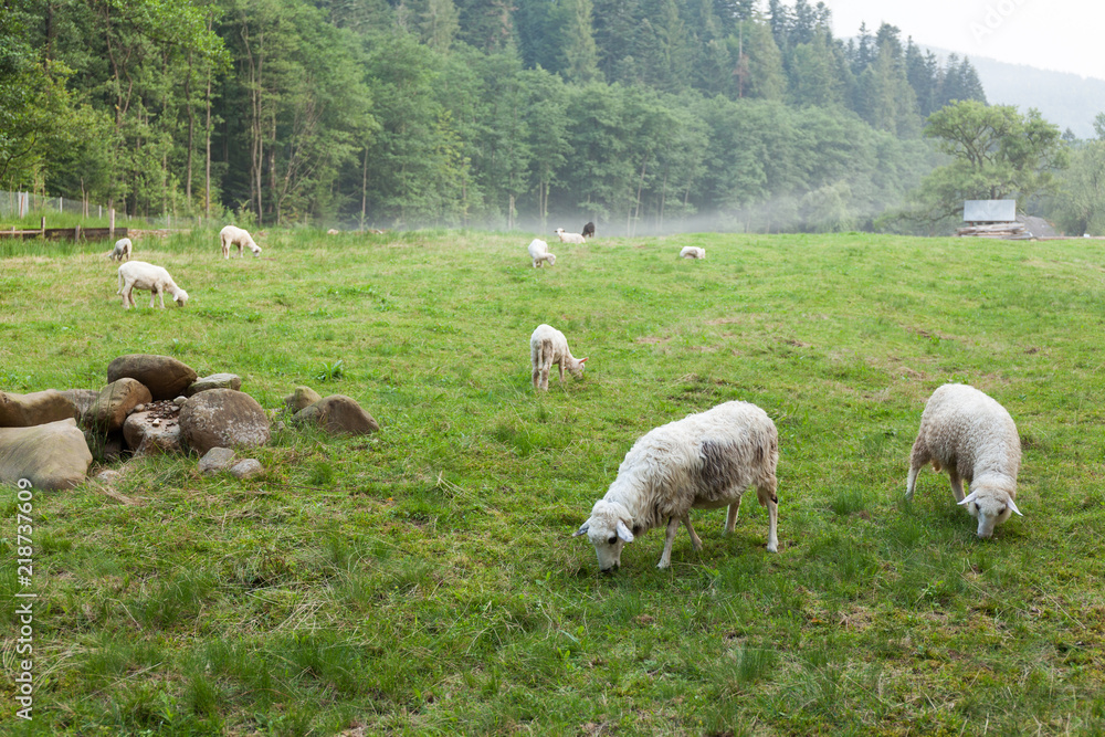Obraz premium Beautiful sheeps, wool farm. Autumn countryside. Lamb on field.