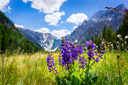 Pragser Wildsee 2018-21 Blauer Eisenhut auf einer Alm beim Pragser Wildsee Südtirol Dolomiten photo