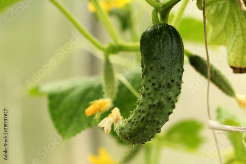 Green small cucumber in the greenhouse