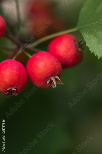 red berries of hawthorn on a branch with green leaves