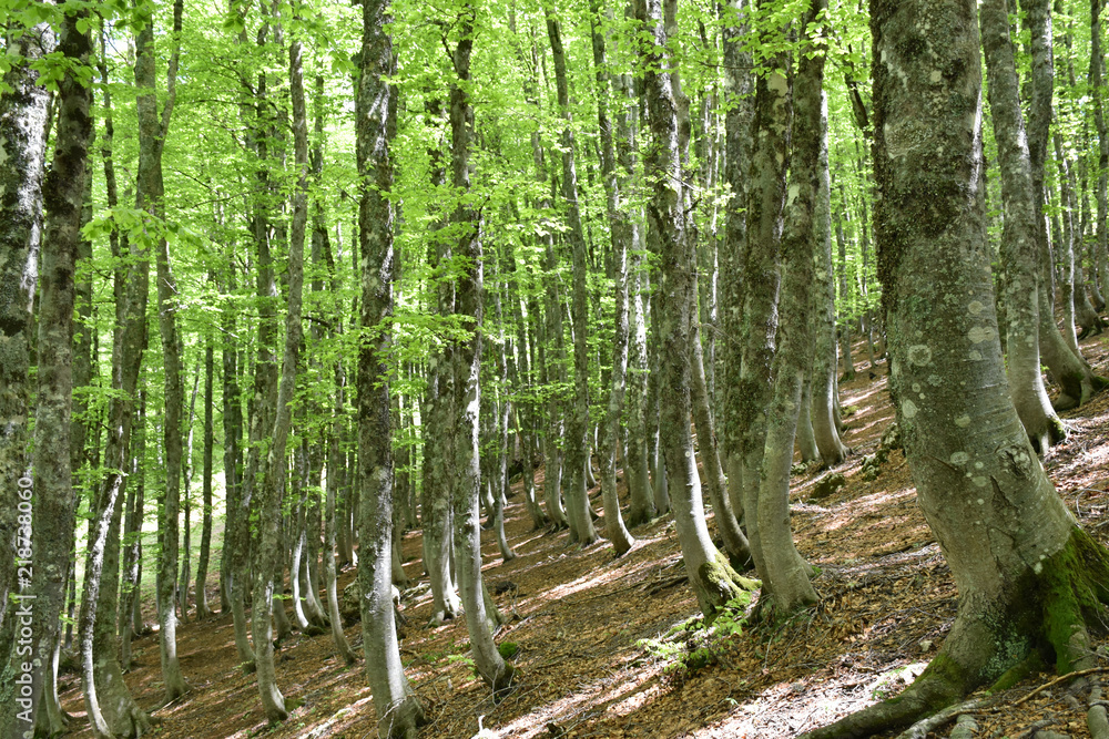 Obraz premium View of beech forest illuminated by the sun
