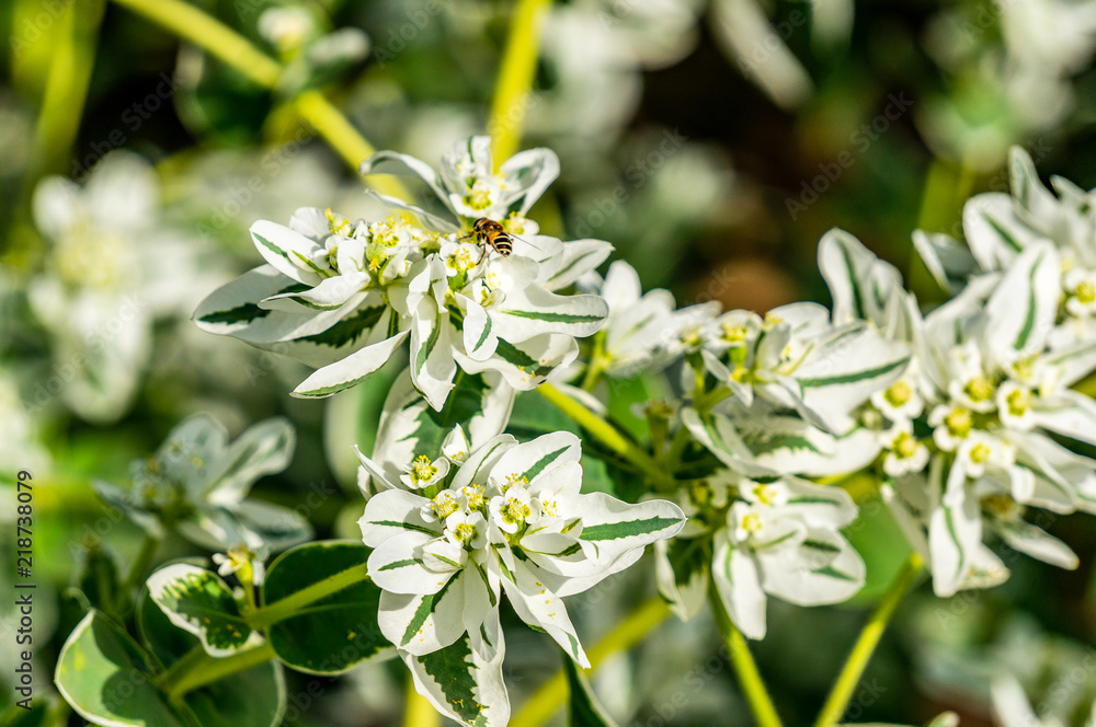 Fototapeta premium chamomile in formal gardens in Zamora