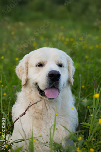 Close-up Portrait of gorgeous golden retriever dog sitting in the green grass and buttercup flowers