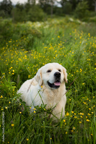 Portrait of lovely golden retriever dog lying in the buttercup field in summer