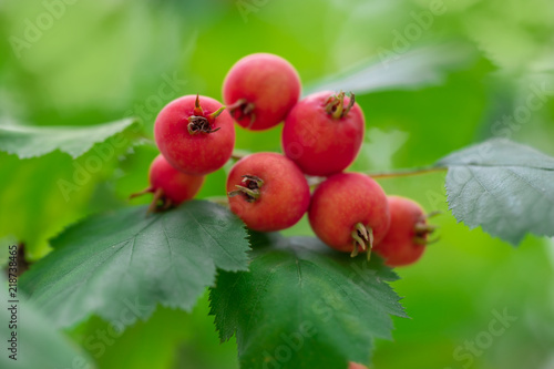 red berries of hawthorn on a branch with green leaves