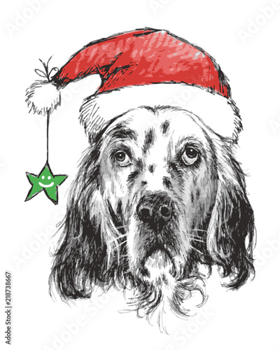 English setter with christmas hat