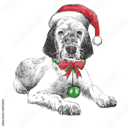 English setter with christmas hat