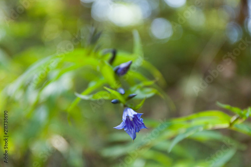 Beauty wildflower blooming macro, color field. Colorful botanic.