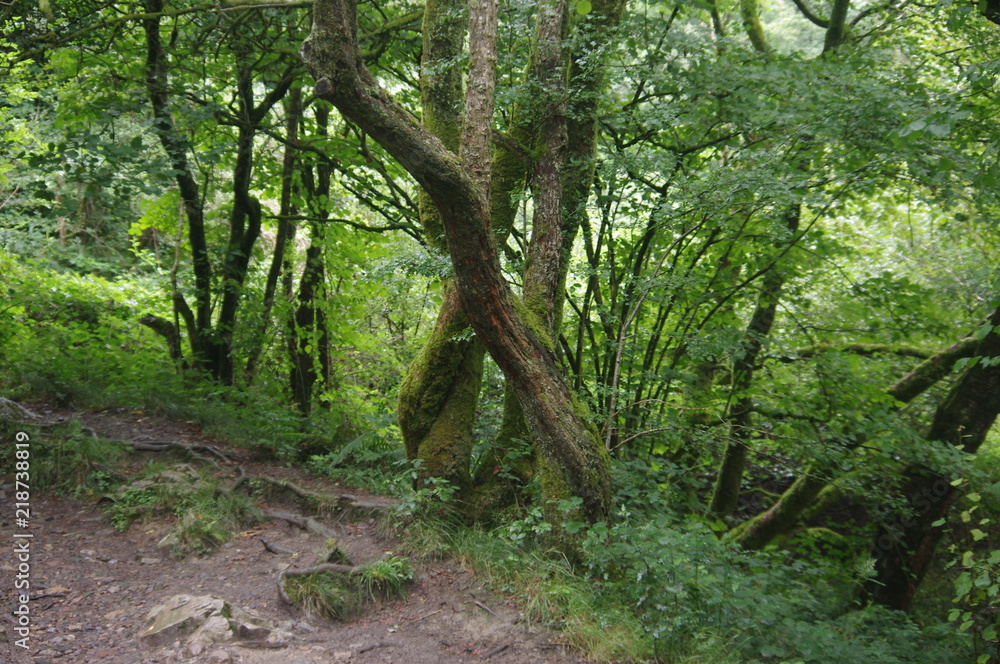 Obraz premium brecon beacons forest waterfalls