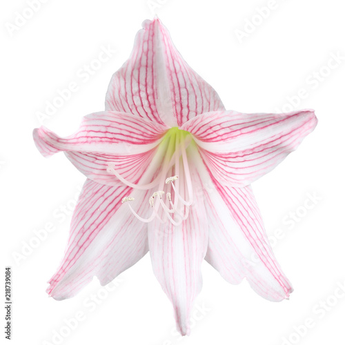 pink amaryllis