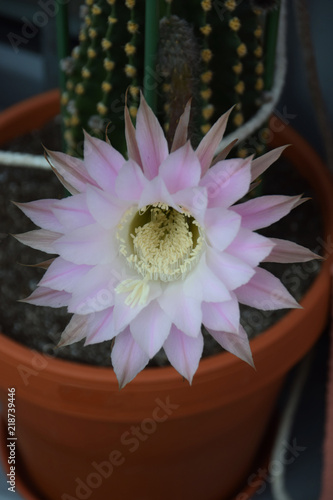 bright pink tender flower of cactus in hot summer, Echinopsis spachiana during flowering also called queen of the night flowers