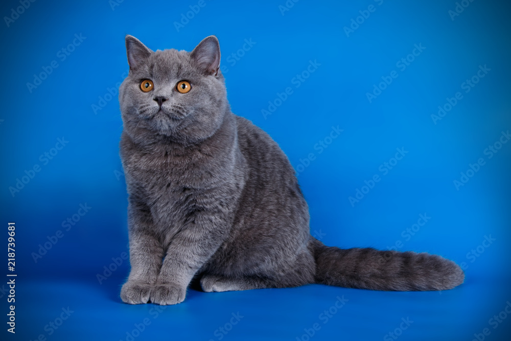 British shorthair cat on colored background