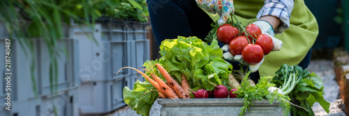 Fotografia Unrecognisable female farmer holding crate full of freshly picked vegetables in her garden