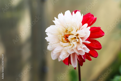 Fototapeta Naklejka Na Ścianę i Meble -  White with red petals dahlia in the garden