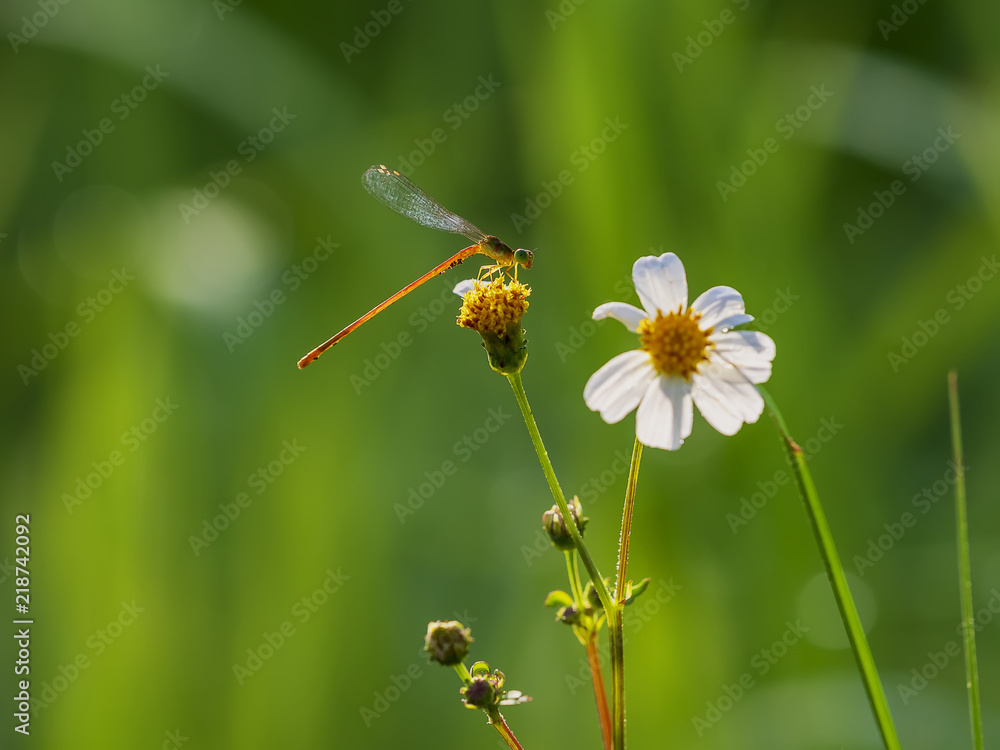 Insects in Vietnam Insects in Vietnam