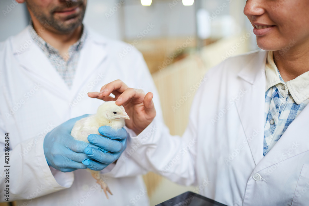 Young researcher touching cute chick from new breed while carrying out scientific study Young researcher touching cute chick from new breed while carrying out scientific study