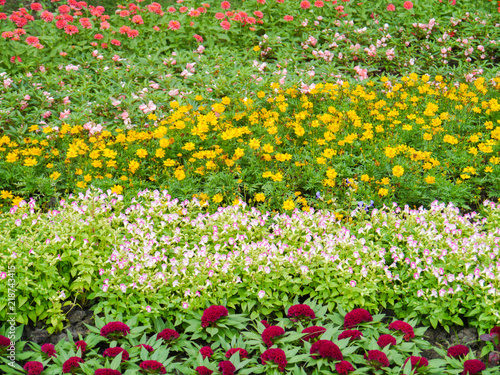 Fototapeta Naklejka Na Ścianę i Meble -  Colorful flowers.