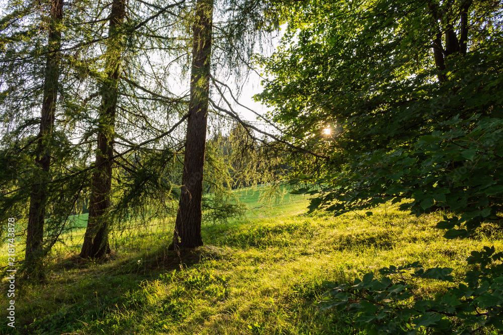 Naklejka premium Autumn landscape with autumn trees in the park. Autumn nature -yellowed autumn park in autumn sunny weather.
