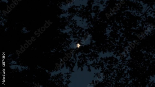 half moon and woods in the dark (yellow)　黄色い月と夜の森と風