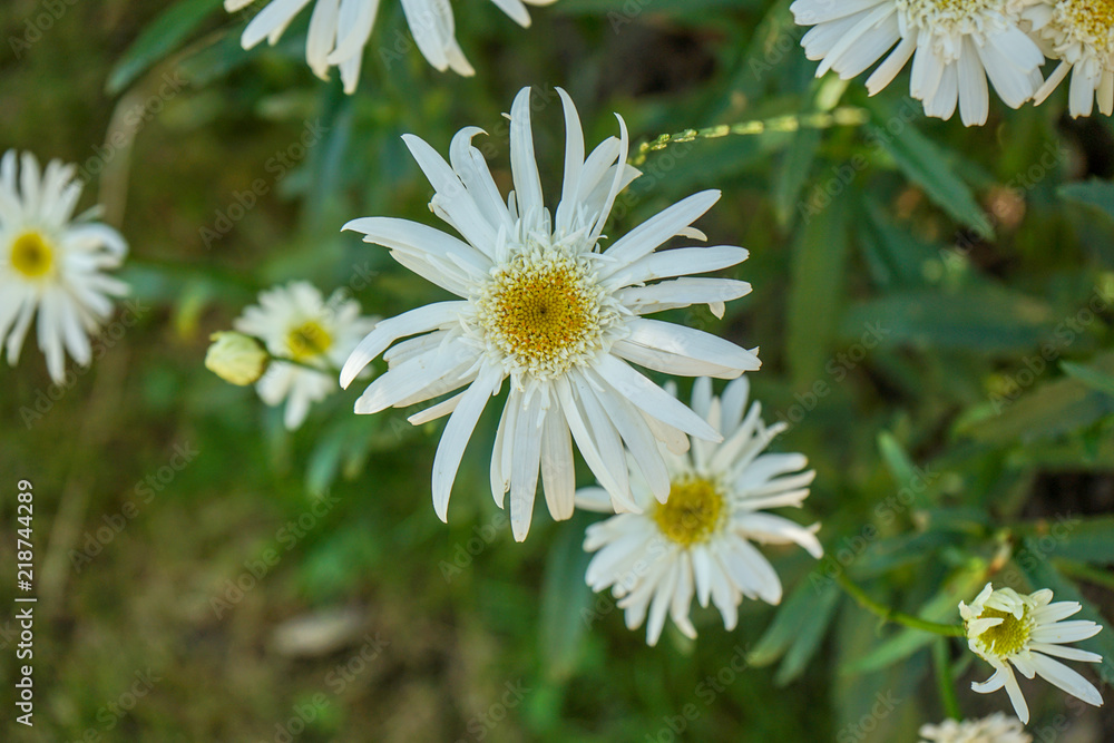 Fototapeta premium white flower blooming in garden, close up view